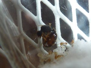 [BLOG]Solenopsis cf fugax par Zoura, P1020717.JPG
