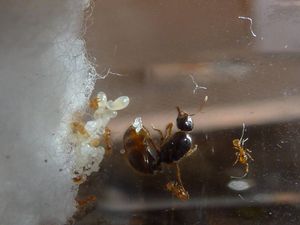 [BLOG]Solenopsis cf fugax par Zoura, P1020724.JPG