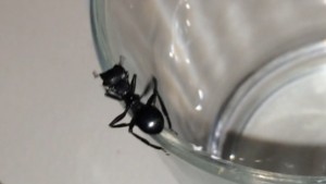 2, [Cephalotes sp] Jolie ouvrière guyanaise