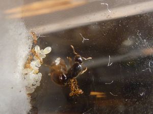 [BLOG]Solenopsis cf fugax par Zoura, P1020725.JPG