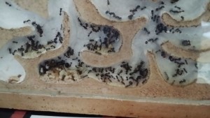 vue d'ensemble, Ma colonie de Messor barbarus