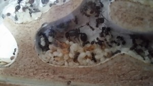 les deux chambres du couvain, Ma colonie de Messor barbarus