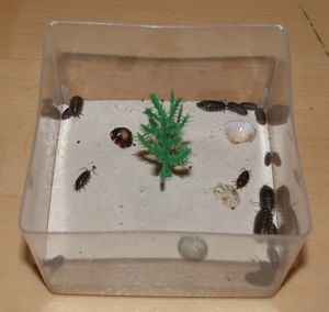 Boite d'élevage à insectes, Boite d'élevage de Collembole.JPG