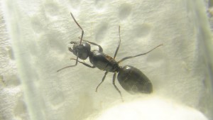 Identification Camponotus 1, [Camponotus fallax] Camponotus sp. du jardin