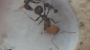 Major, Ma colonie de Messor barbarus