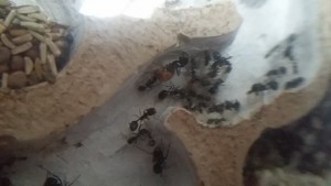 avec des &quot;copines&quot;, Ma colonie de Messor barbarus
