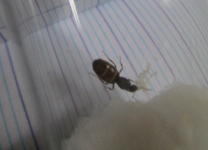 fourmisl, [Lasius sp noire] Identification gyne trouvée dans le jardin