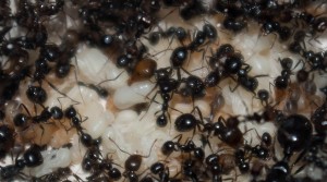 Couvain Messor barbarus, [Blog] Les Messor barbarus de Aymeric