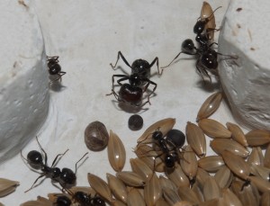 Messor barbarus, [Blog] Les Messor barbarus de Aymeric