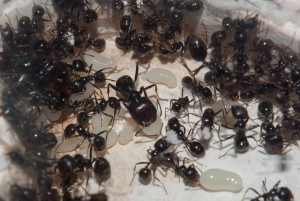 Messor barbarus, [Blog] Les Messor barbarus de Aymeric