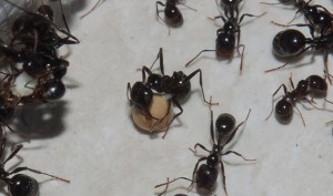 Messor barbarus, [Blog] Les Messor barbarus de Aymeric