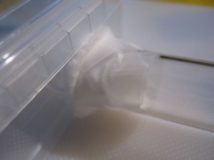 Maintien du tube ouaté dans l'orifice de l'ADC, Gradient de pléométrose chez des Lasius sp noires