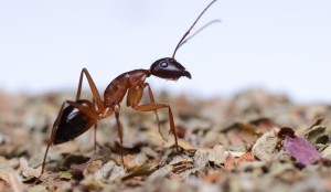 Campotonus pilicornis, [Blog] Camponotus pilicornis (Nicoolas)