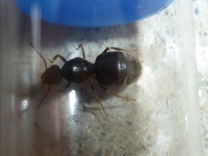 Gynes trouvées dans mon jardin., [Identification] Gynes trouvées dans mon jardin.