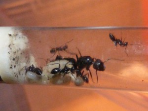 Fondation Camponotus vagus., **Fin** [Blog] Camponotus vagus de Rom62.
