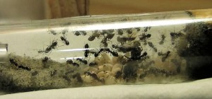 Lasius, [Blog] Les colonies de PasPayer