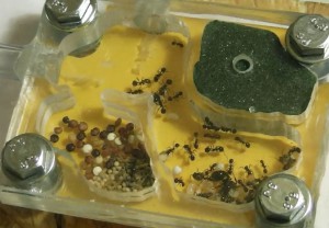 Messor, [Blog] Les colonies de PasPayer