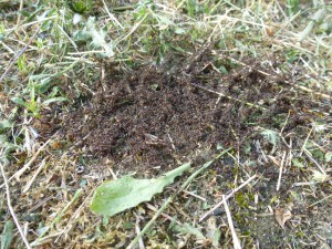 Troupeau dans mon jardin., Troupeau de fourmis