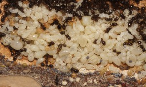 couvain Messor barbarus, Mes colonies (funkyben)