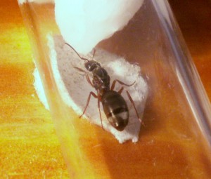 Gyne 1, [Identification] Quelle formica ?