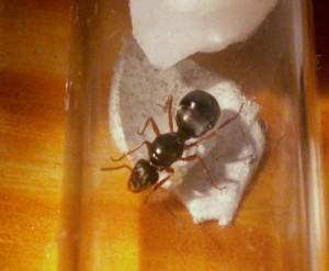 gyne 1, [Identification] Quelle formica ?