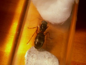 gyne 2, [Identification] Quelle formica ?