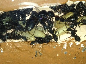 Gyne Camponotus cruentatus, Adoption Gyne Camponotus cruentatus