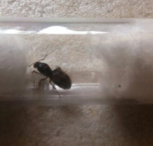 Photo 1, [Lasius sp] Demande d'identification