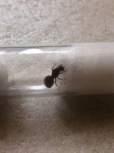 Photo 2, [Lasius sp] Demande d'identification