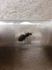 Photo4, [Lasius sp] Demande d'identification
