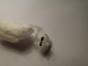 gyne?, [Q/R] Crematogaster scutellaris