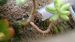 ADC Lasius flavus 1, ADC avec succulentes dans du BC made in Seednoir