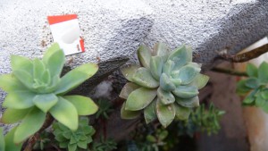 ADC Lasius flavus 8, ADC avec succulentes dans du BC made in Seednoir