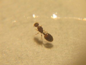 Photo de la gyne, [Temnothorax sp] Identification gyne minuscule