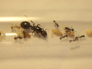fondation, [Blog] Les Messor barbarus (Mr myrmécologue)