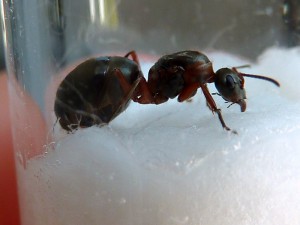 Photo 3, [Serviformica sp] Quelle Formica ?