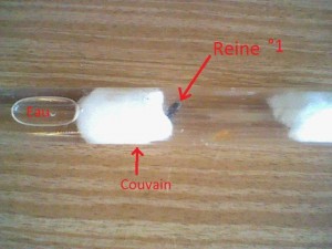 Reine °1 fondatrice avec en tout 9 œufs ( dont deux visibles sur la paroi du tube ) ., Mes 2 gynes de Lasius niger