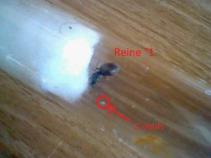 Vue rapprochée de la reine °1 et des deux œufs ., Mes 2 gynes de Lasius niger