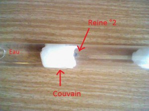 Reine °2 fondatrice avec en tout 8 œufs ., Mes 2 gynes de Lasius niger
