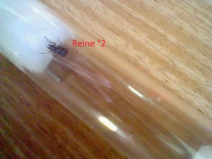 Vue rapprochée de la reine °2 ., Mes 2 gynes de Lasius niger