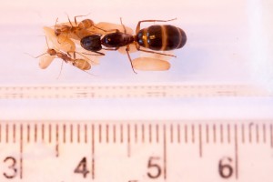 Gyne thaïlandaise, [Camponotus cf. pseudoirritans]Gyne thaïlandaise + 2 ouvrières + couvain