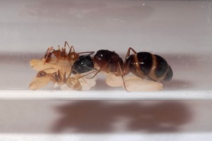 Gyne thaïlandaise 2, [Camponotus cf. pseudoirritans]Gyne thaïlandaise + 2 ouvrières + couvain