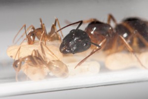 Gyne thaïlandaise 3, [Camponotus cf. pseudoirritans]Gyne thaïlandaise + 2 ouvrières + couvain