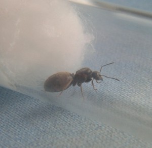 Gyne lasius sp. 1ère photo il y a un an ., Vie d'une gyne un an après