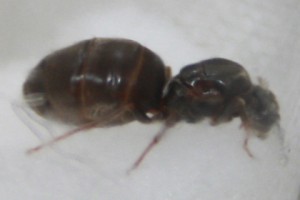 Gyne1 - profil bis. avec cicatrices des ailes, [Débutante] Ma première fondation : Lasius ?