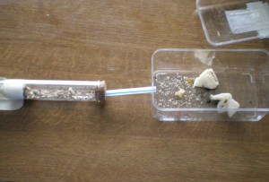 Ancien nid et module ADC, Une autre colonie Formica Rufibarbis (de fifi)