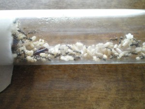 Tube 2 - juin, Une autre colonie Formica Rufibarbis (de fifi)