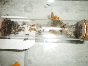 Tube 4 - juillet, Une autre colonie Formica Rufibarbis (de fifi)