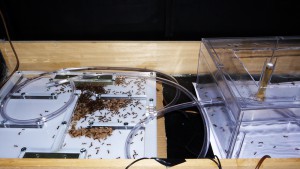 Ensemble, [Blog] Camponotus cf. pseudoirritans