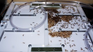 Nid occupé., [Blog] Camponotus cf. pseudoirritans